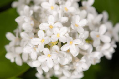 Beyaz bahar çiçekleri