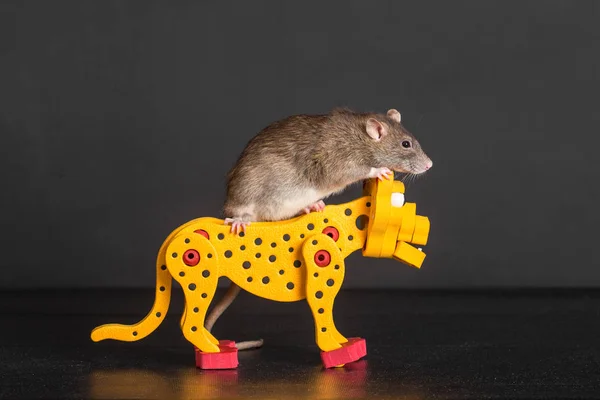 Ratto cavalcando su giocattolo leopardo — Foto Stock