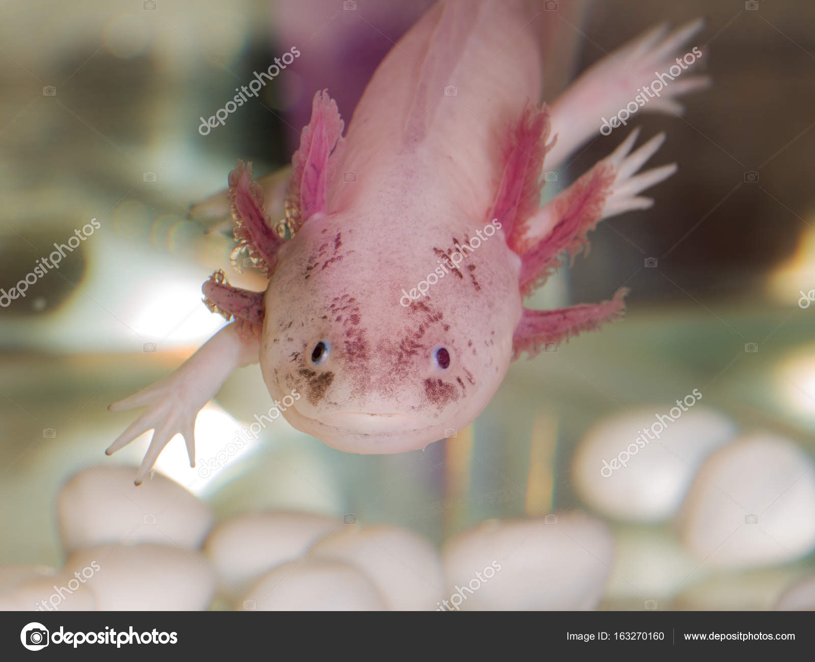 Portrait Of An Axolotl Stock Photo Image By C Argument Portrait Of An Axolotl Stock Photo Image By C Argument