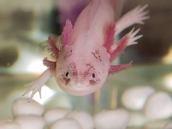 Porträt eines Axolotls — Stockfoto