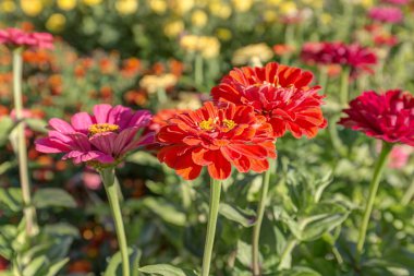 Bahçedeki parlak gerbera