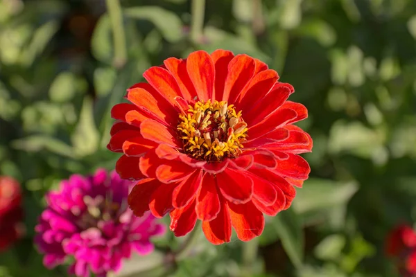 Parlak kırmızı gerbera