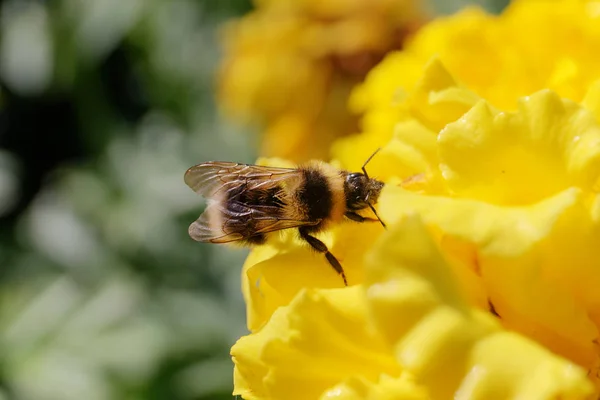 Abejorro sobre flor amarilla —  Fotos de Stock