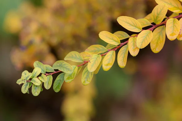 Wet branch of barberry — Stock Photo, Image