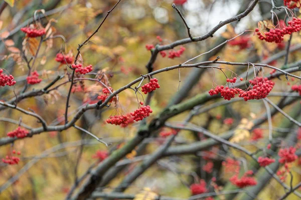 Branches with ripe rowan berries — Stock Photo, Image