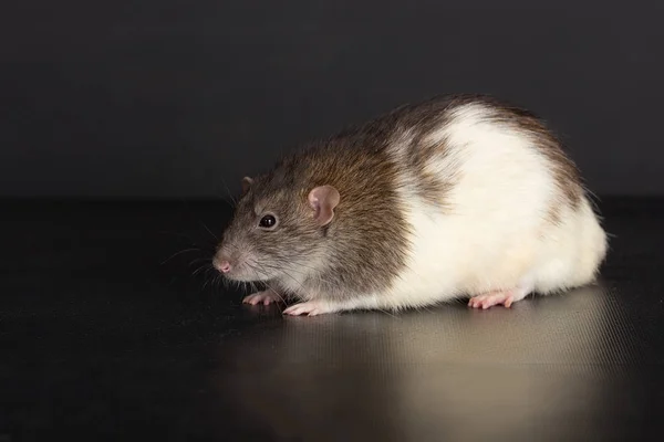 Binnenlandse rat op een zwarte achtergrond — Stockfoto