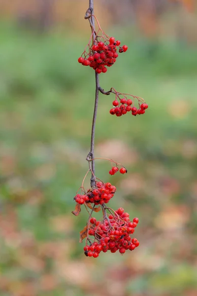 Υποκατάστημα της φθινοπωρινής rowanberry — Φωτογραφία Αρχείου