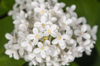 Beyaz leylak yakın çekim