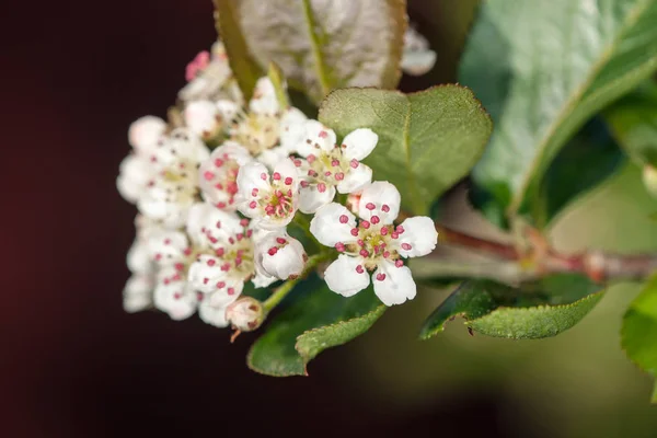 Weiße Blüten der Aronia — Stockfoto