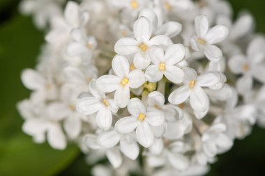 Baharda beyaz leylak