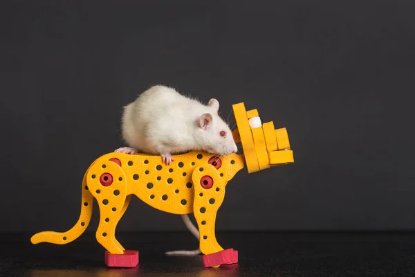 Крыса верхом на игрушечном леопарде — стоковое фото