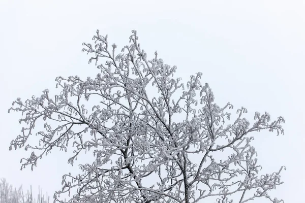 Ветви деревьев зимой — стоковое фото