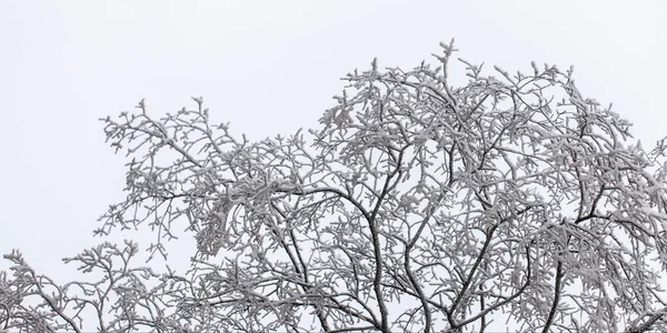 Rami d'albero in gelo — Foto Stock