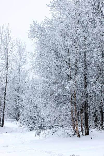 Trees in the hoarfrost — Stock Photo, Image