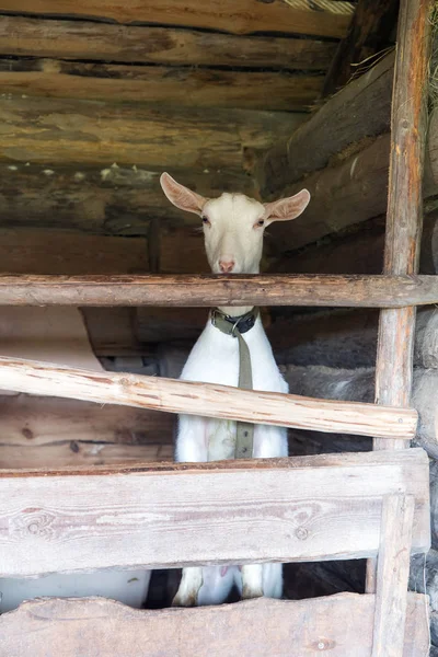 white goat in a barn