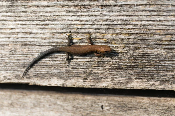 Petit lézard brun — Photo