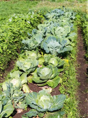 lahana ile bahçe yatak