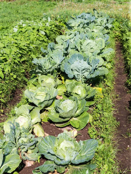 lahana ile bahçe yatak