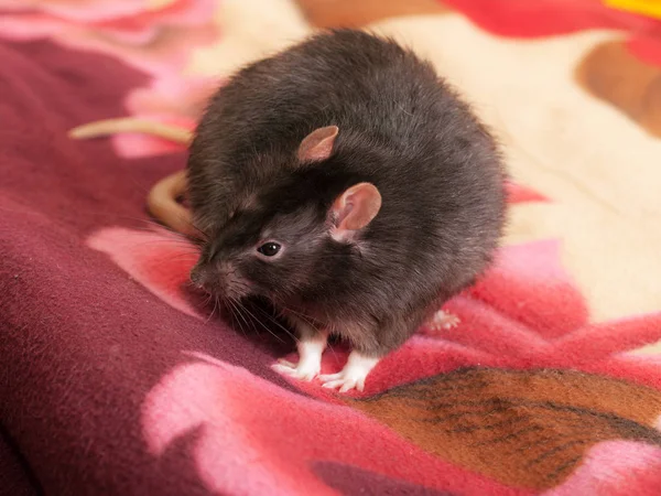 Ratto domestico nero — Foto Stock