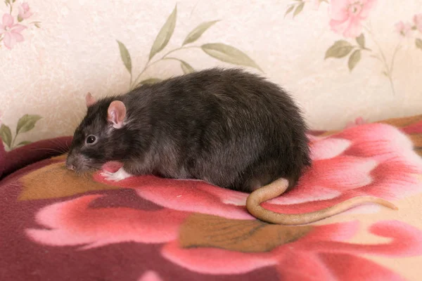 Черная бытовая крыса на одеяле — стоковое фото
