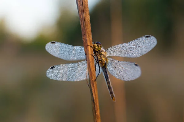 Dragonfly in morning — Stock Photo, Image