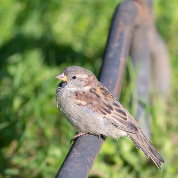 Sparrow sitting on a metal pipe — Stock Photo, Image