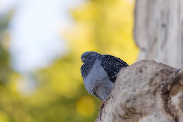 Portrait d'une colombe — Photo