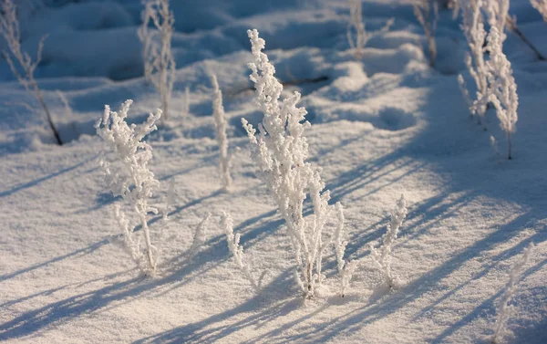 Pflanzen im Frost — Stockfoto