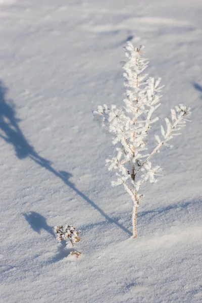 Fredda giornata invernale soleggiata — Foto Stock