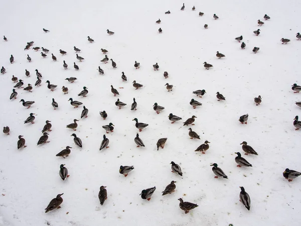 Ördekler kışın karda — Stok fotoğraf