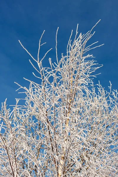 白桦树树枝在白霜 — 图库照片
