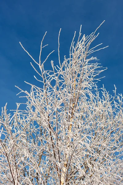 Branches de bouleau dans un givre — Photo