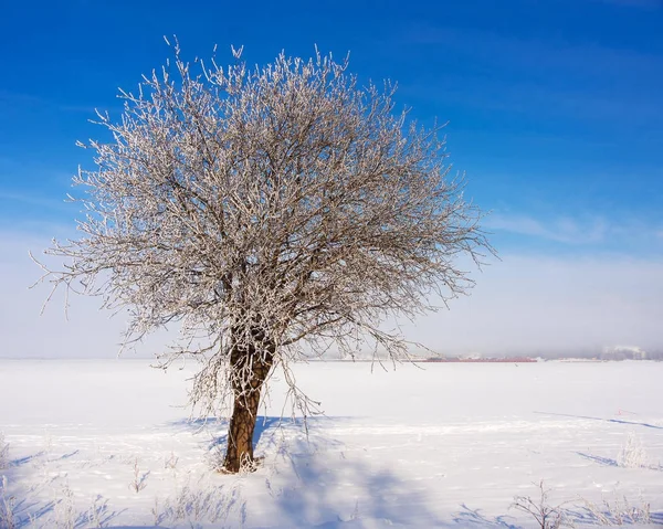 Arbre par une froide journée d'hiver — Photo