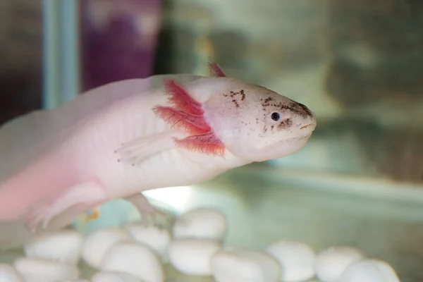 Axolotl de cerca — Foto de Stock