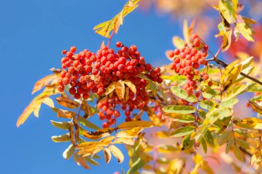 sonbahar rowan portre