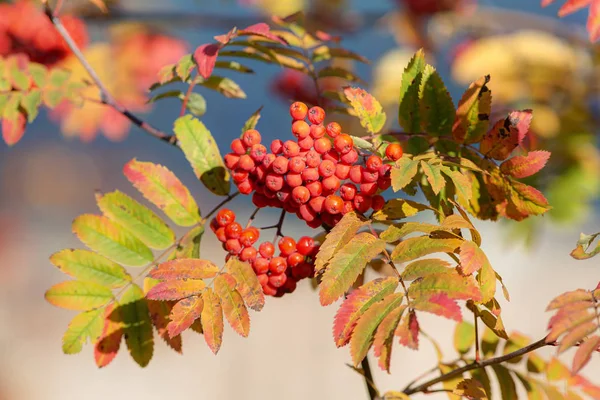 Rowan branches with ripe berries — Stock Photo, Image