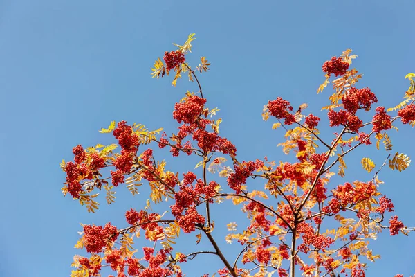 Branches of autumn rowan — Stock Photo, Image