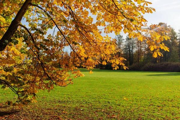 Herfst takken van een kastanje — Stockfoto