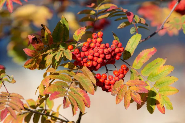 Rowan branch closeup — Stock Photo, Image