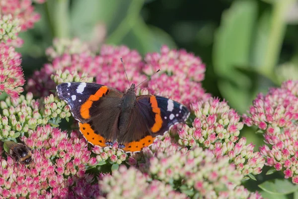 Papillon lumineux gros plan — Photo