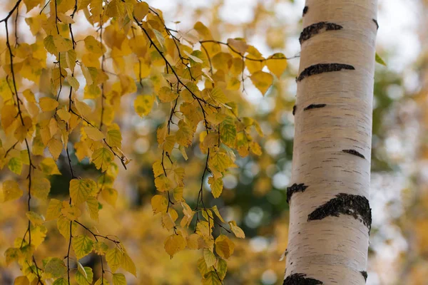huş ağacı yaprakları sonbaharda