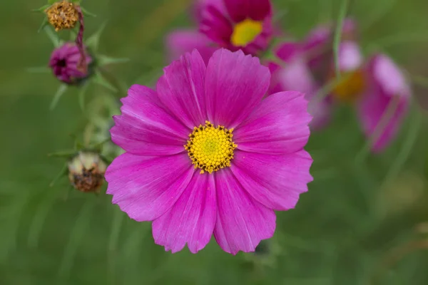 Fiore viola aster — Foto Stock