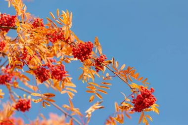 mavi gökyüzüne karşı sonbahar rowan