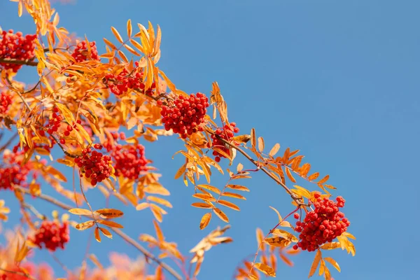 Autumn rowan against the blue sky — Stock Photo, Image