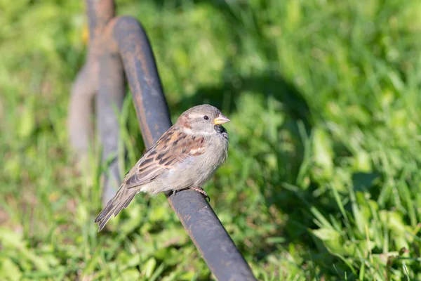 Portrait of a sparrow — Stock Photo, Image