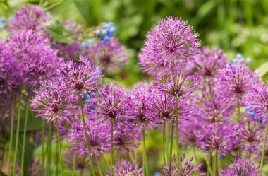 Süs soğan çiçeklenme