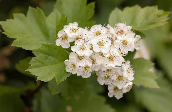 Witte bloemen in het voorjaar — Stockfoto