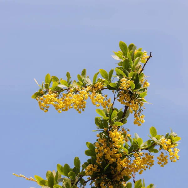 Barberry against the sky — Stock Photo, Image