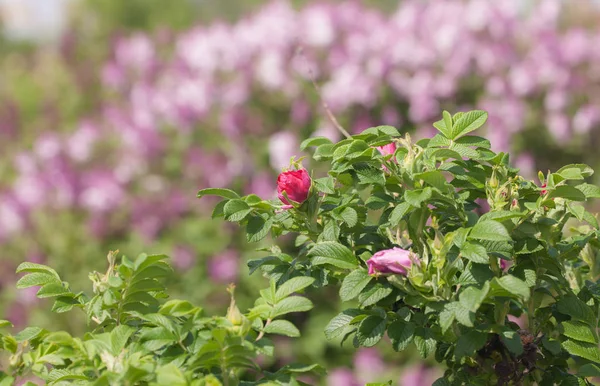 Color of the spring garden — Stock Photo, Image