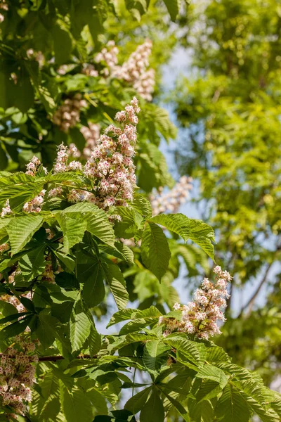 Takken van bloeiende kastanje — Stockfoto